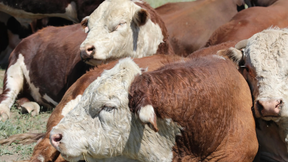 Доплаты и надбавки предлагают ввести для ветеринаров в Казахстане